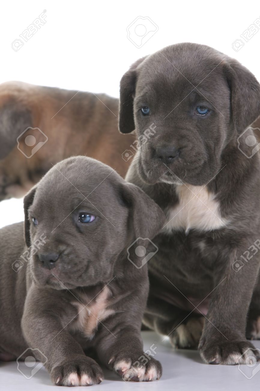 Beautiful Young Puppy Italian Mastiff Cane Corso 5 Weeks