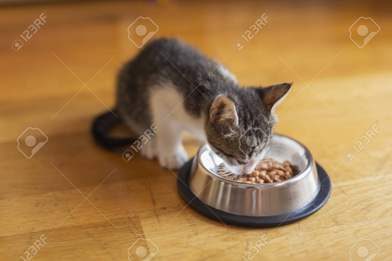 cat eating little