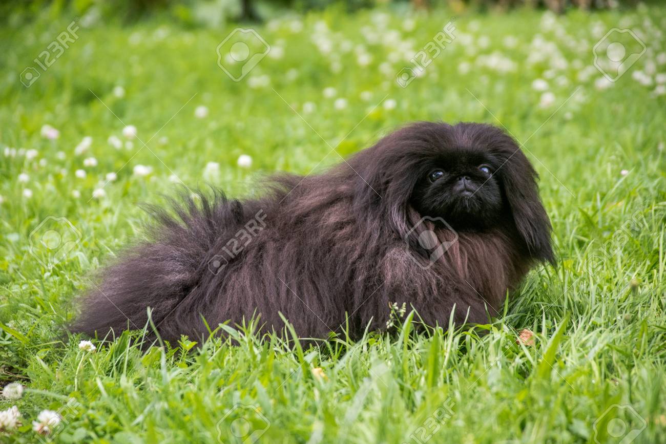 緑の草の上に座ってかわいい黒い子犬ペキニーズ犬 の写真素材 画像素材 Image