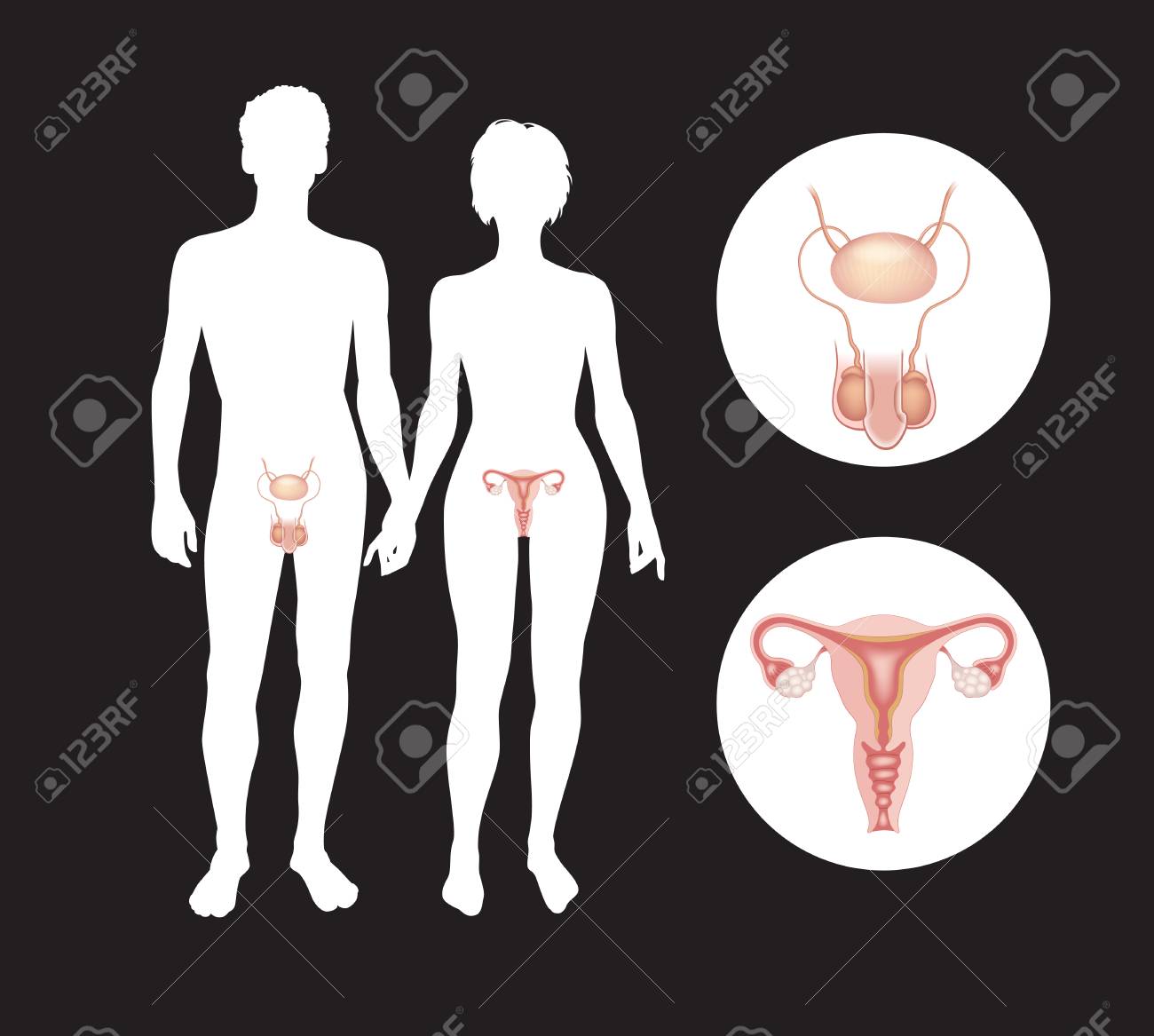 男女性器画像 