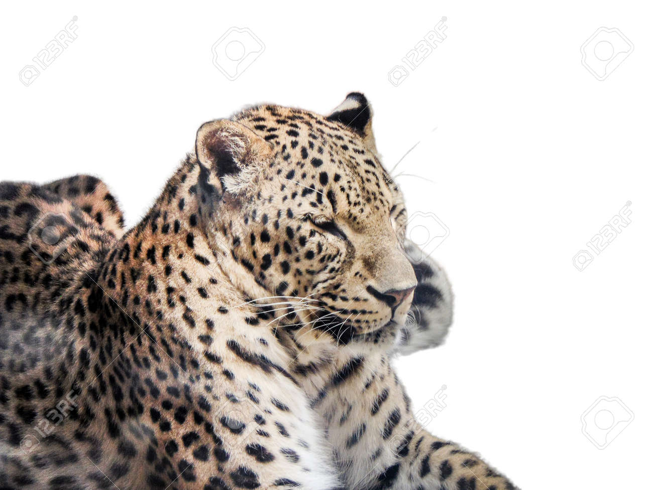 etiam-dictum-ipsum-a-felis