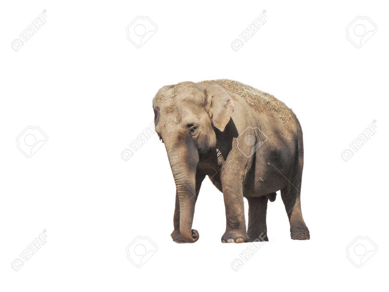 etiam-dictum-ipsum-a-felis