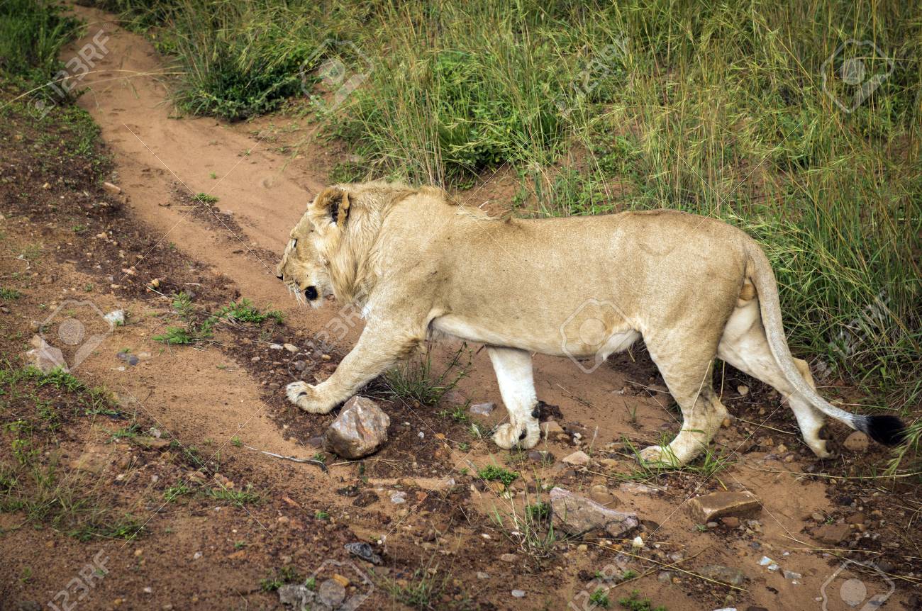 ライオンがサバンナで旅の草から来る の写真素材 画像素材 Image