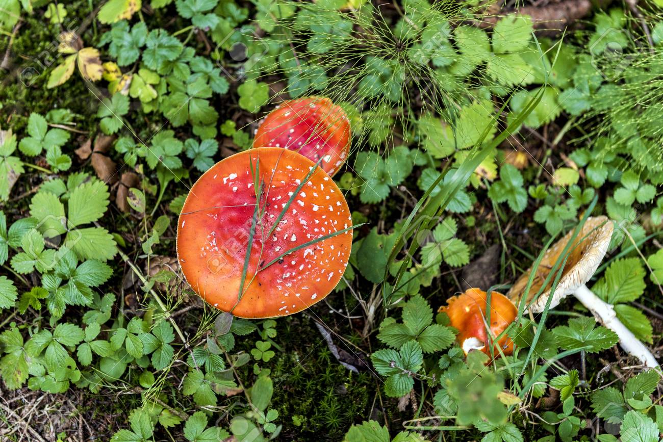 森の草原の草の赤毒キノコ の写真素材 画像素材 Image