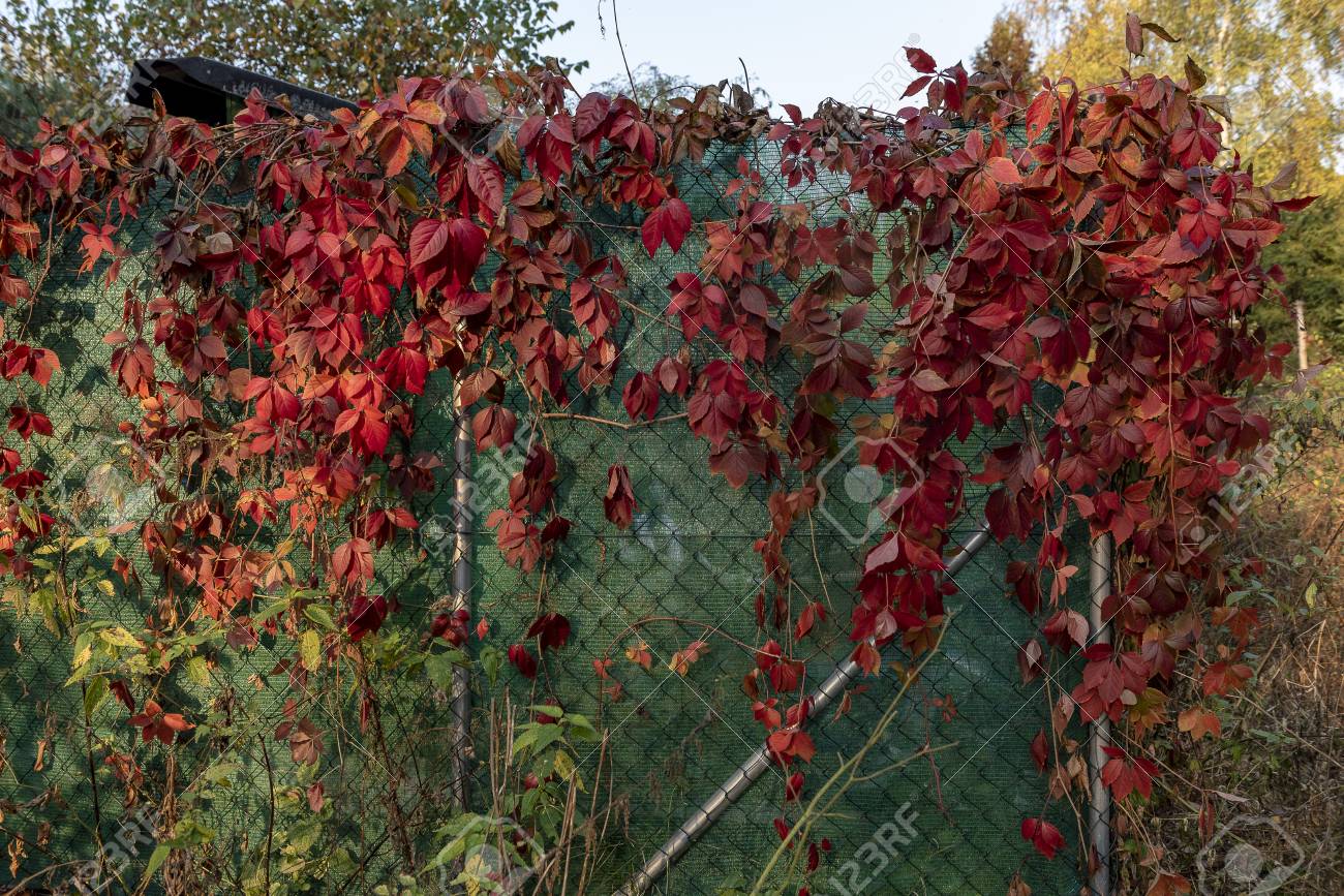 Fence Garden Covered With Red Flowers Climbing Plants In Autumn Stock Photo Picture And Royalty Free Image Image 114804925