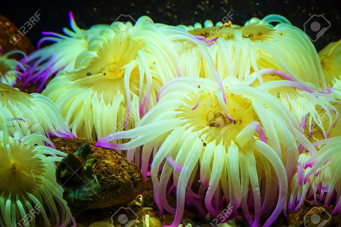 タイガー アネモネ Nemanthus Annamensis 水中のカラフルな海の生き物を驚くほど 信じられないほどの自然な背景 の写真素材 画像素材 Image 82631231