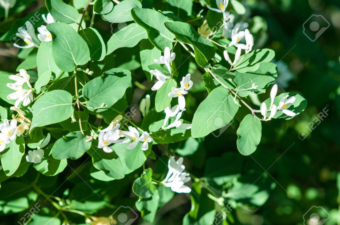 狼の果実は いくつかの植物 果物 ほとんどが毒性や刺激性のプロパティの集合的な一般的な名前 の写真素材 画像素材 Image 0369