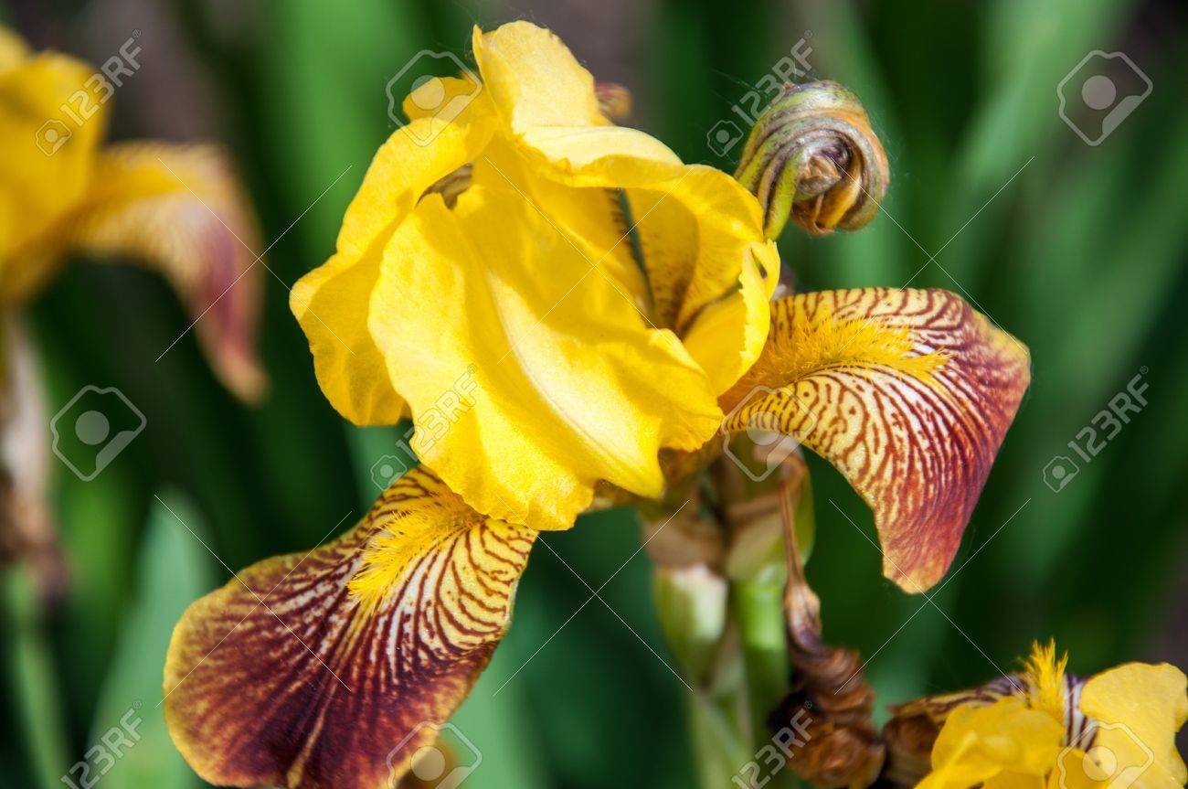 Iris flowers are perfect for landscape design - 20075847 Iris flowers are perfect for landscape design - 20075847