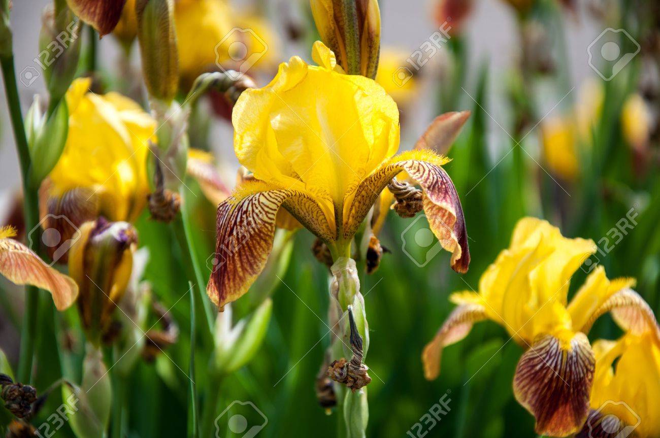 Iris flowers are perfect for landscape design - 20067350 Iris flowers are perfect for landscape design - 20067350