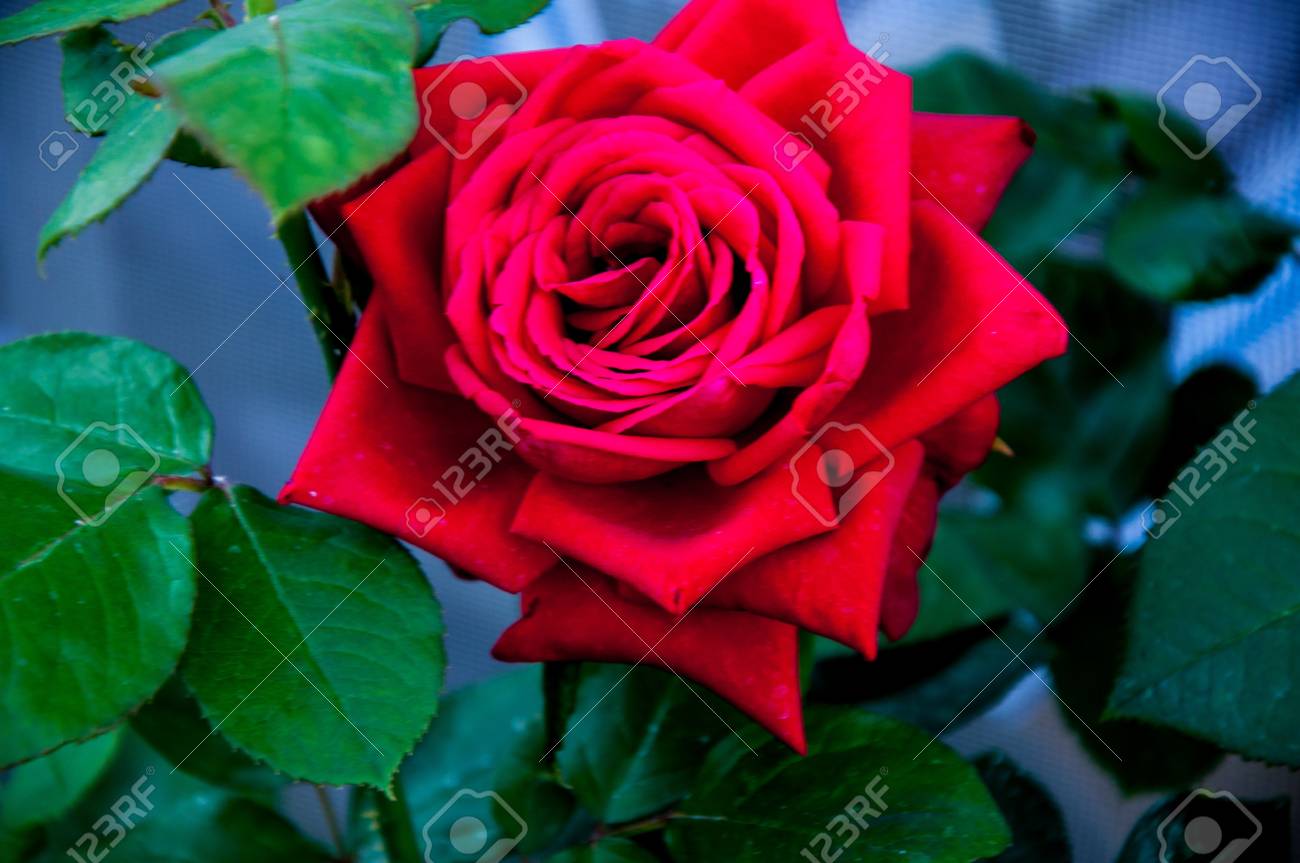 赤い薔薇の木 の写真素材 画像素材 Image