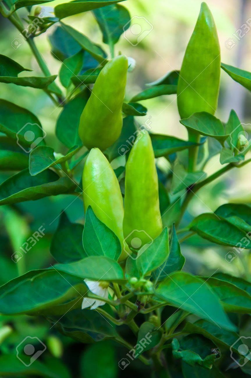 苦い植物家族ナス科をピーマンします の写真素材 画像素材 Image 苦い植物家族ナス科をピーマンします の写真素材 画像素材 Image