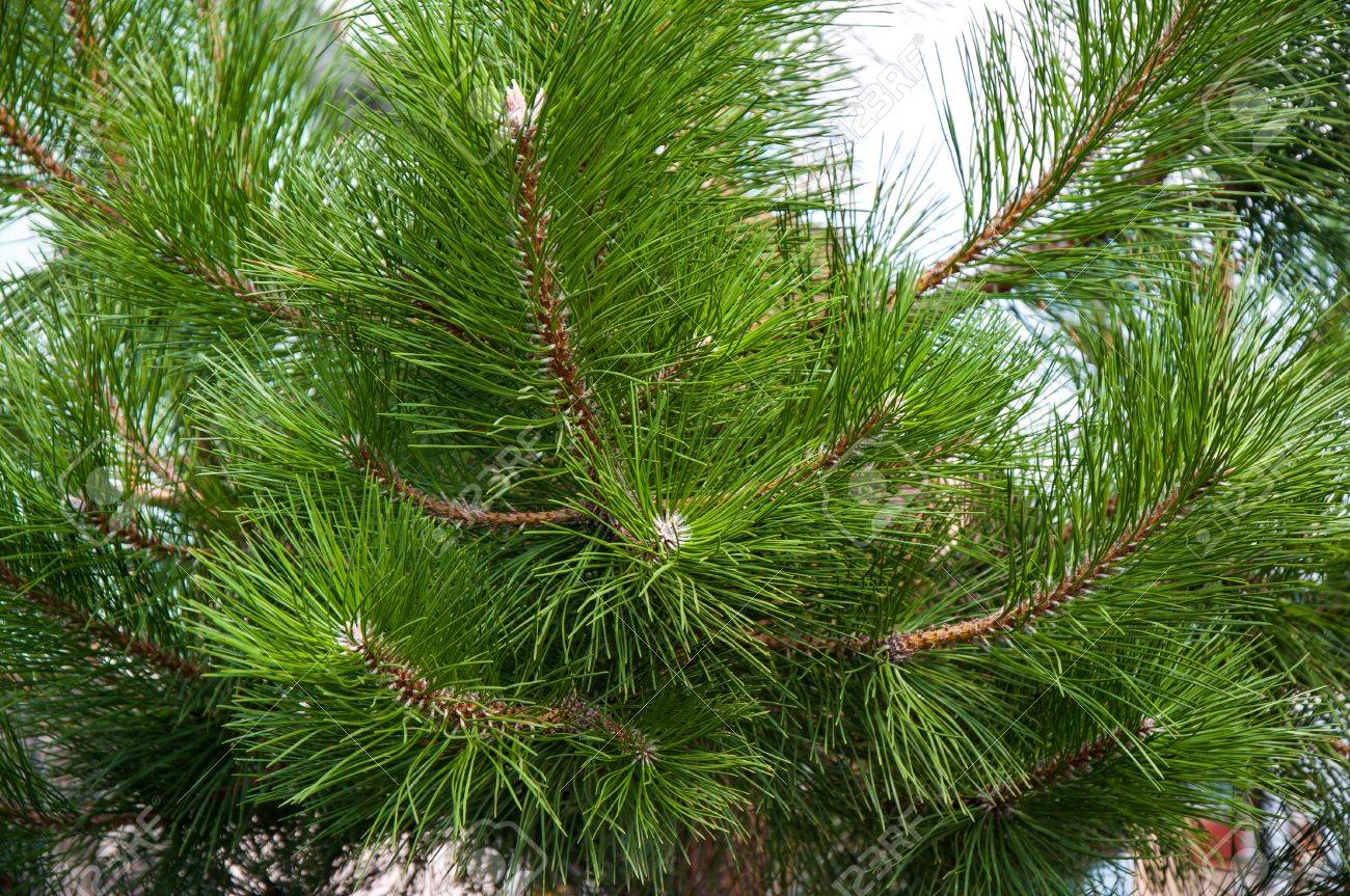 マツ属の針葉樹マツ家族のの写真素材・画像素材 Image 22129705