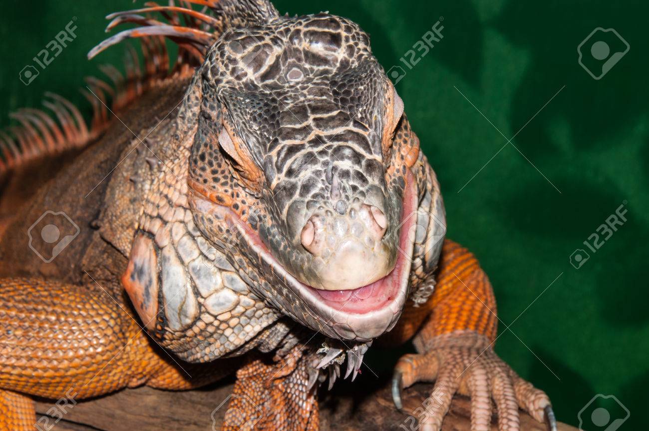 小動物。鳥。猿。イグアナ