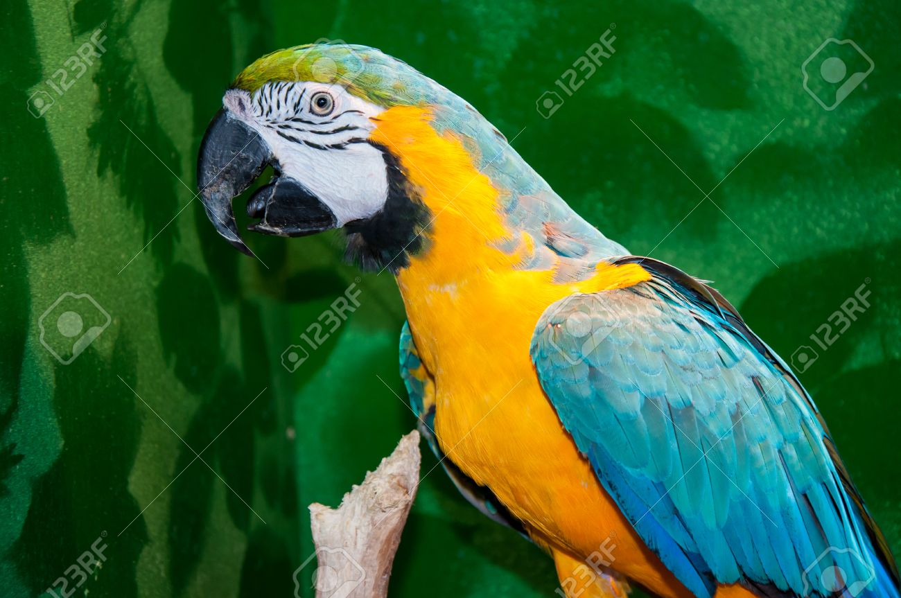 青と黄色のコンゴウインコ Ara Ararauna ラテン名は 美しいオウムです 翻訳されてラテン系意味 Ararauna 青い金 の写真素材 画像素材 Image