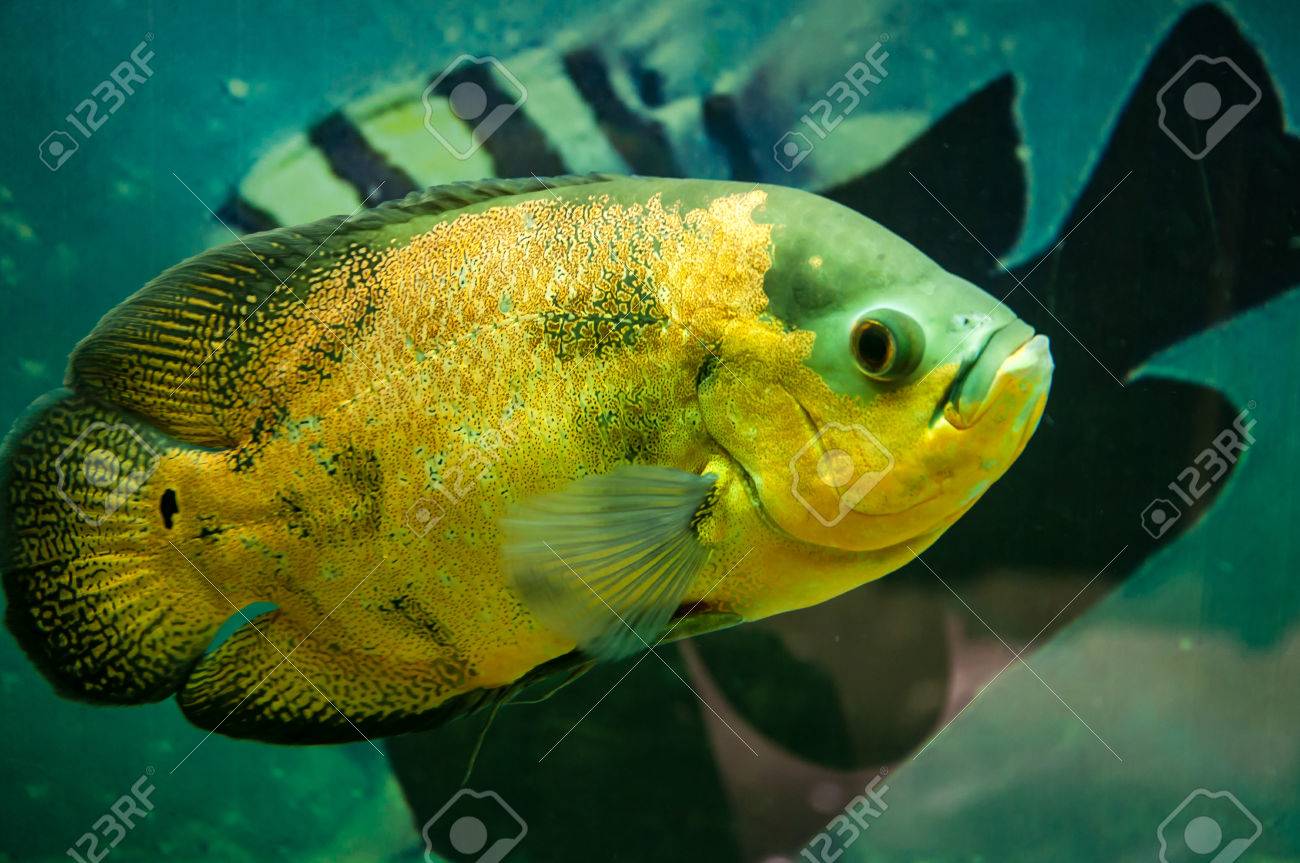 Astronotus Ocellatus Or Astronoutus Oscar A Large Aquarium Fish astronotus ocellatus or astronoutus oscar a large aquarium fish