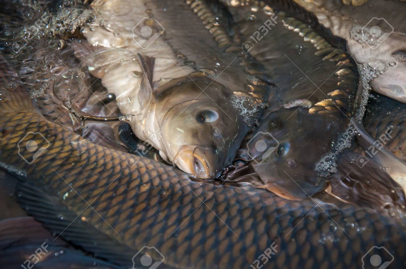 Mirror carp for sale Clearance
