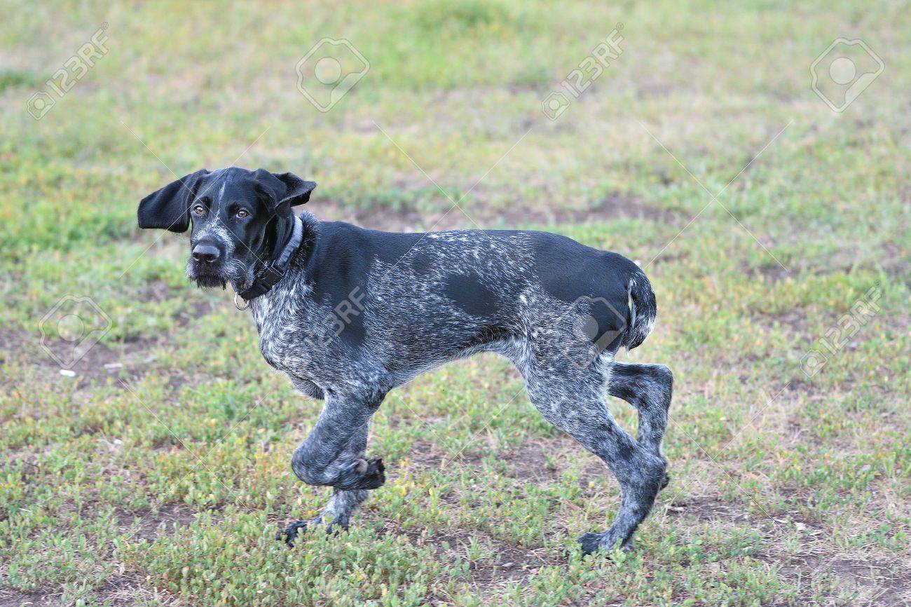 black roan german wirehaired pointer
