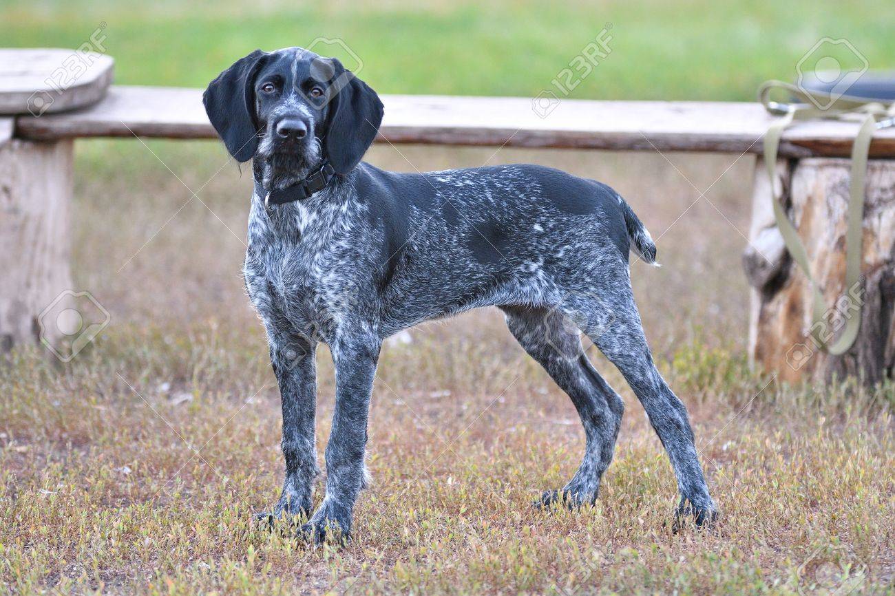 german wirehaired pointer dog breeds