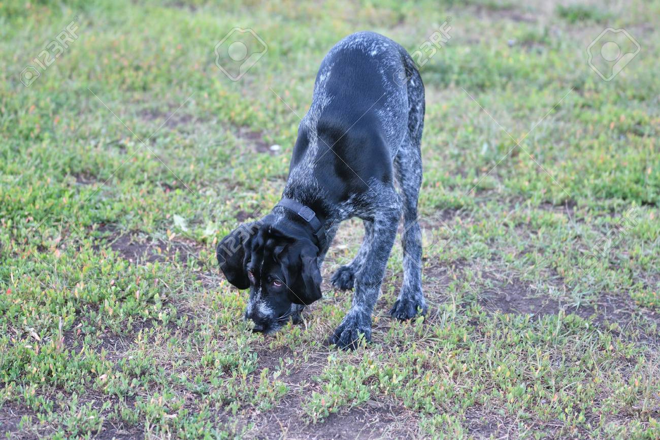 2018 Année Année Du Chien Race De Chien De Chasse Allemand Pointeur De Wirehaired Sur La Promenade