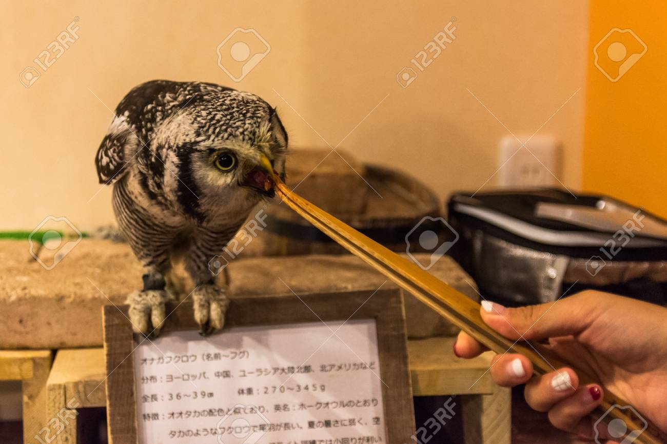 フクロウに餌をやれフクロウは手から食べる の写真素材 画像素材 Image