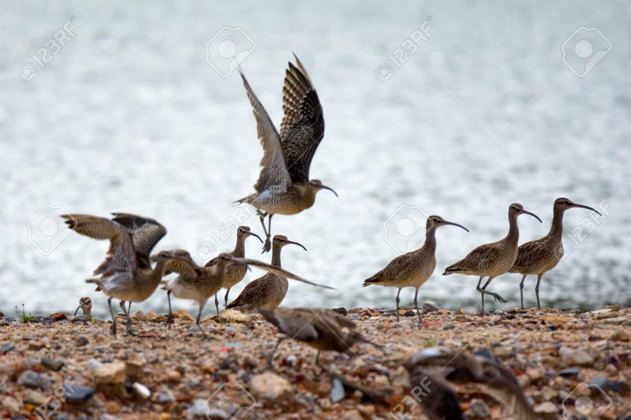 Troupeau D 39 Oiseaux Huppé Un Troupeau De Oiseaux Avec Un Long Bec Se Trouve Sur Une Plage De Sable