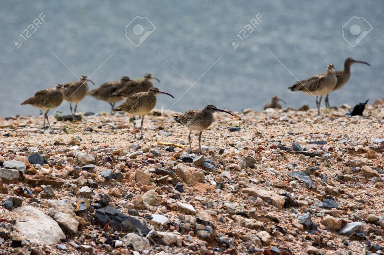 Troupeau D 39 Oiseaux Huppé Un Troupeau De Oiseaux Avec Un Long Bec Se Trouve Sur Une Plage De Sable