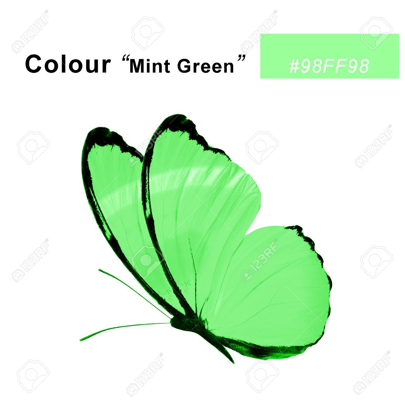 Green Butterfly Isolated On White Background Stock Photo Picture And Royalty Free Image Image 116429019