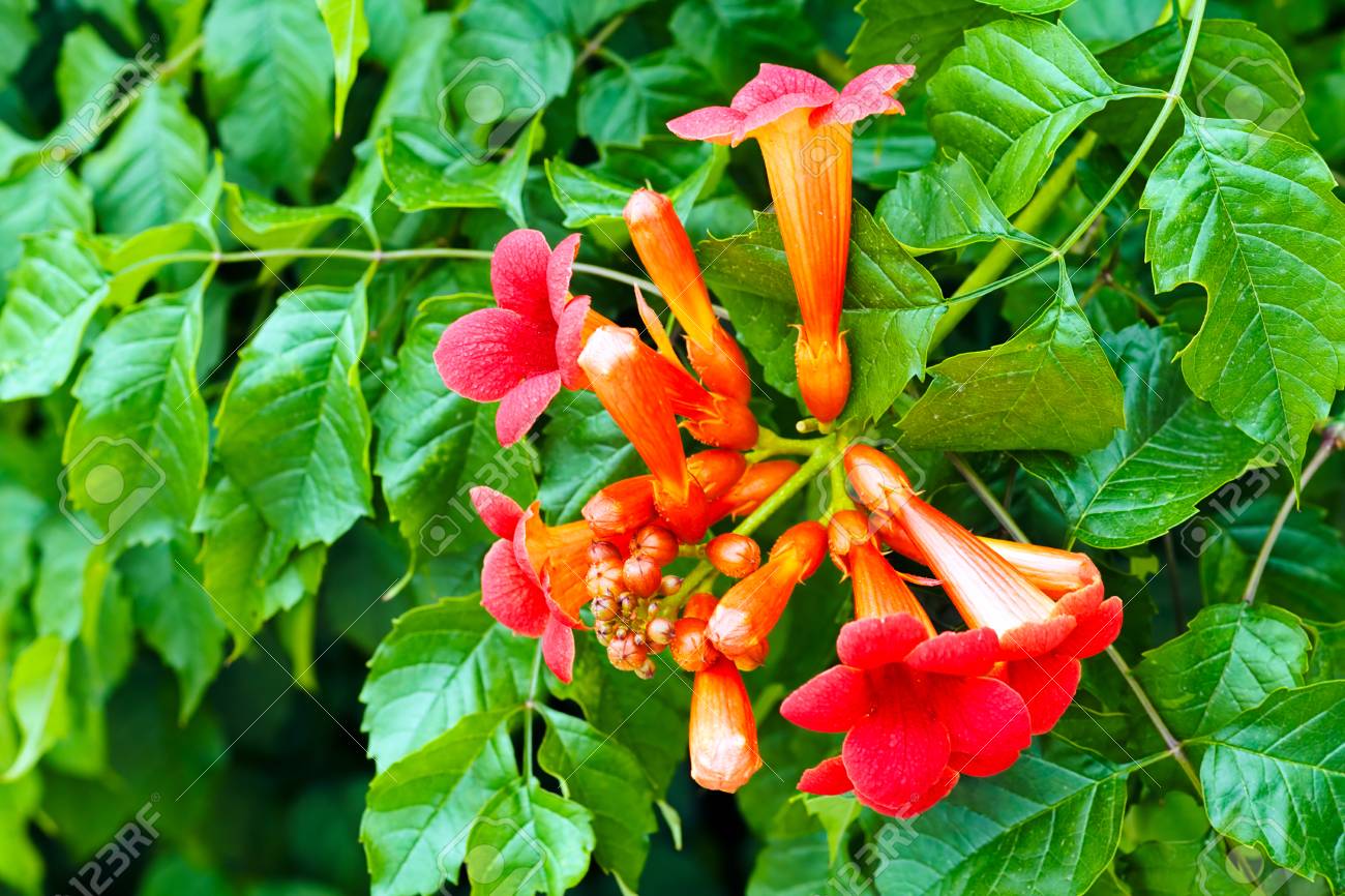 Fleurs De Vigne à Trompette Rouge Le Jour Ensoleillé