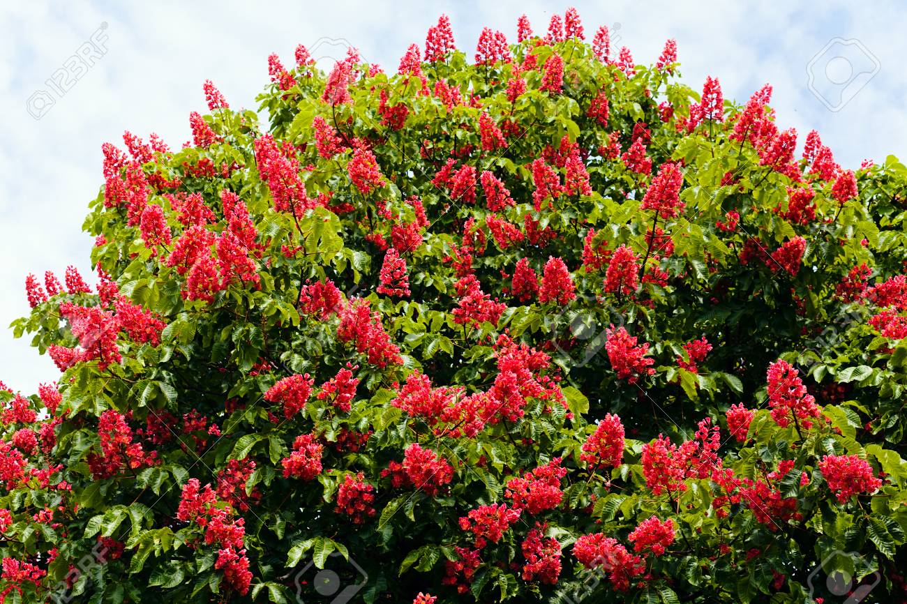 赤い花が咲く赤い馬の栗の木 の写真素材 画像素材 Image