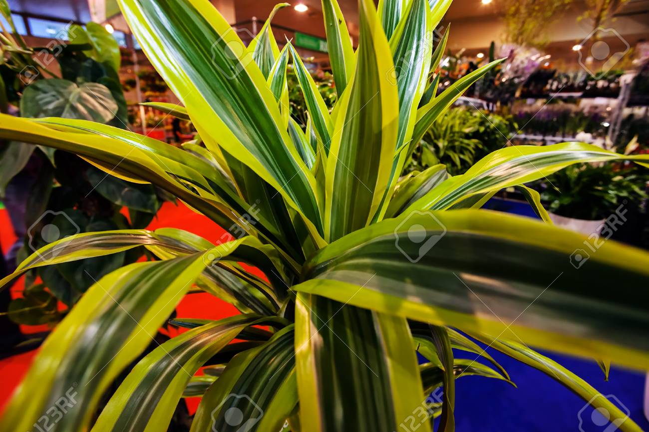 Espectáculos de plantas de jardín