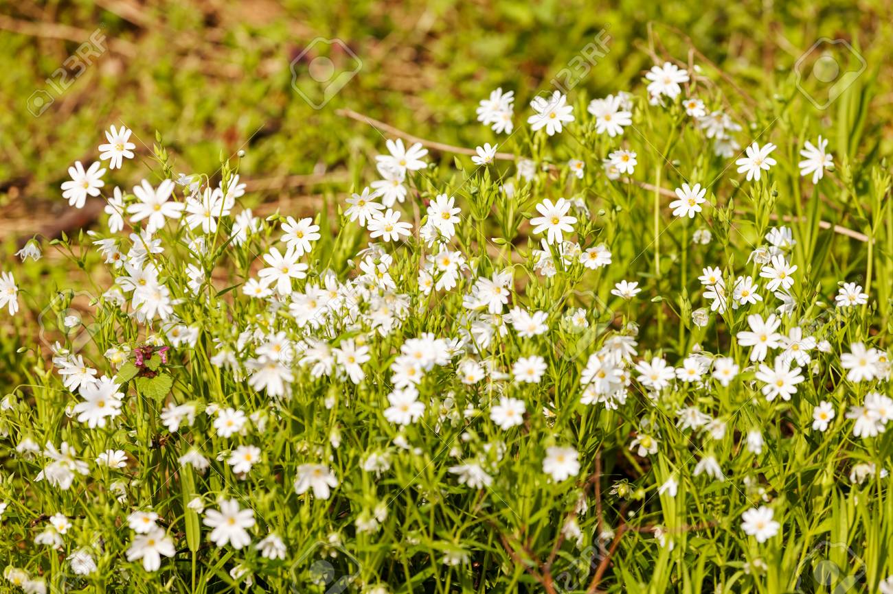 kinds of white flowers in the meadow, note shallow depth of field