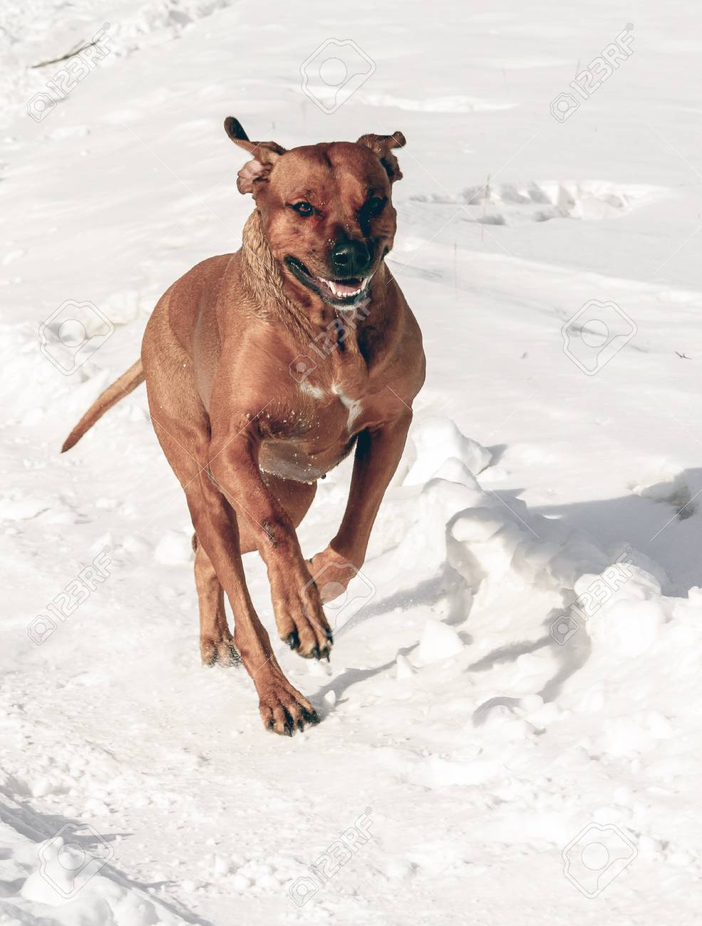 犬は後ろ足で実行します の写真素材 画像素材 Image