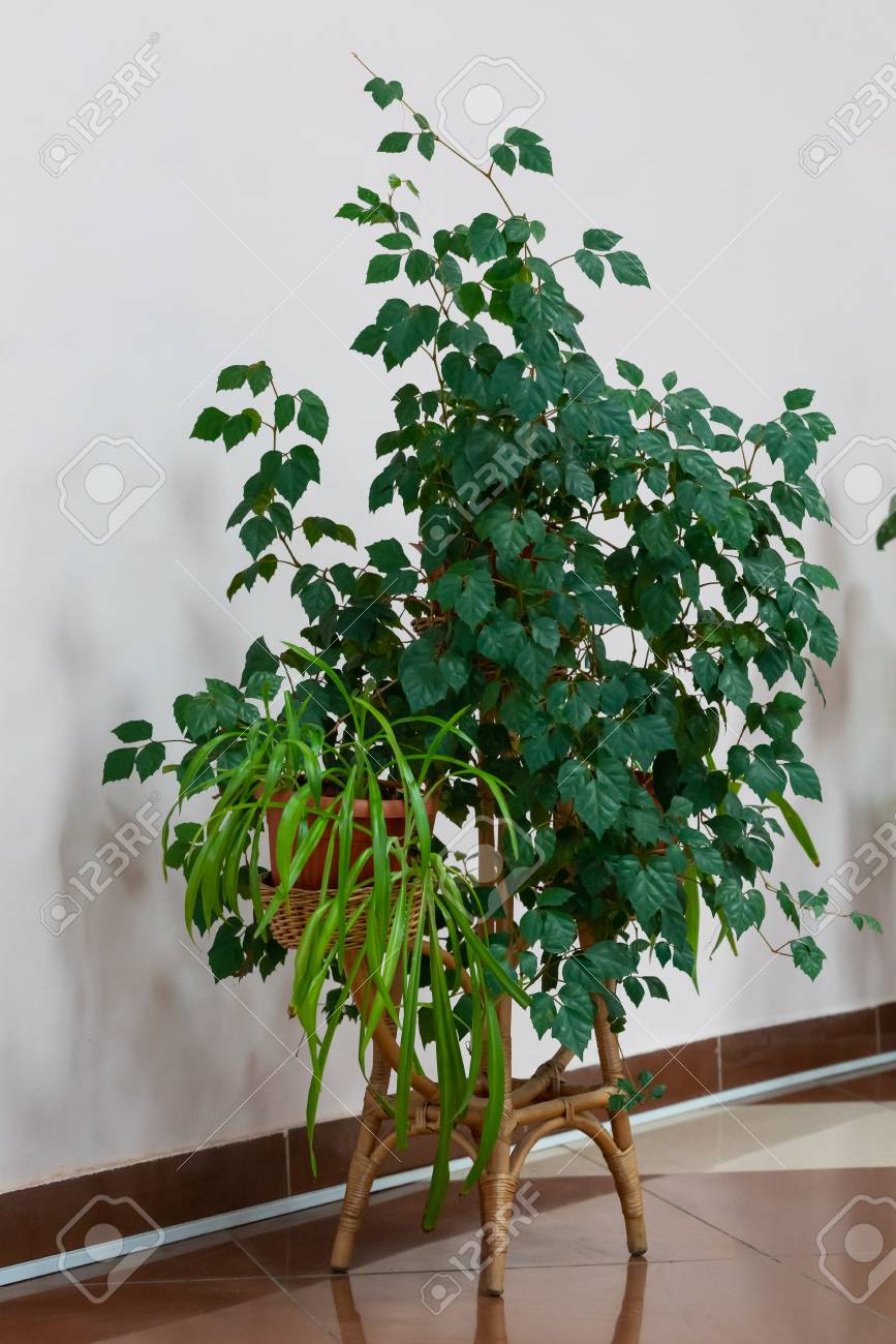 Indoor Ornamental Plants In A Flower Pot On A Wicker Stand Home Stock Photo Picture And Royalty Free Image Image 120191763