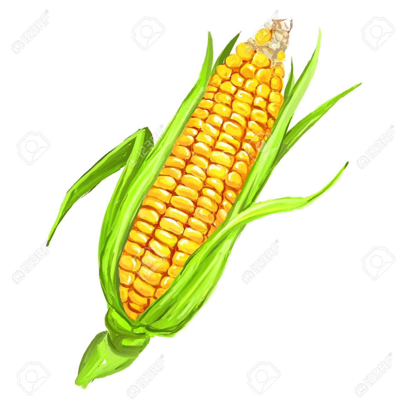 トウモロコシの穂軸ベクトル イラスト手描き描いた水彩画 のイラスト素材 ベクタ Image