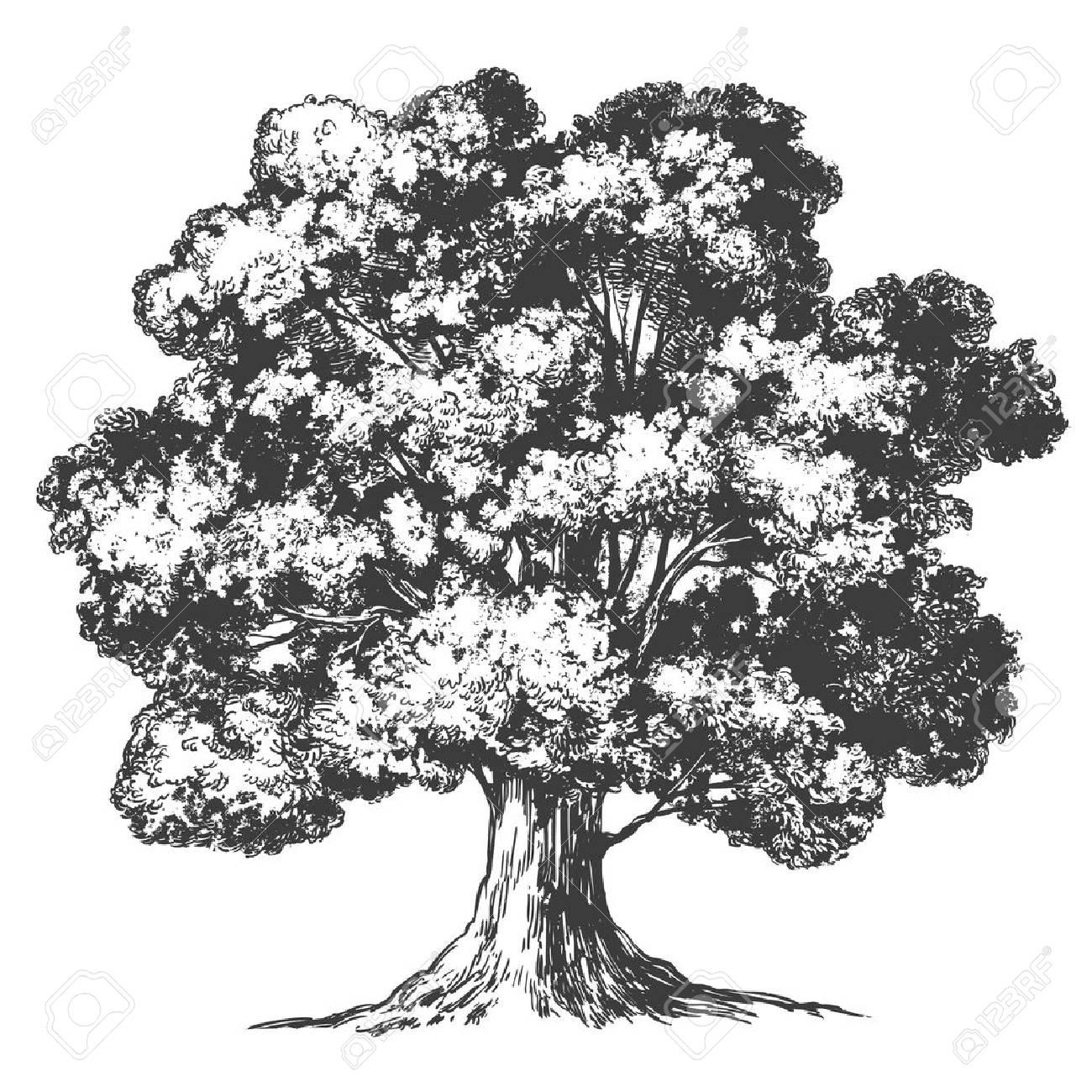 Tree hand drawn vector illustration realistic sketch - 97502894 Tree hand drawn vector illustration realistic sketch - 97502894