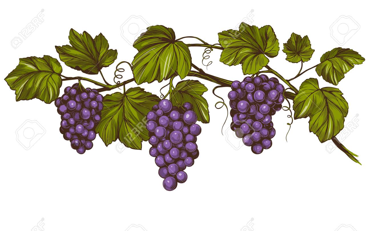 pix Colored Bunch Of Grapes Drawing grape vine grape color hand drawn vector illustration realistic