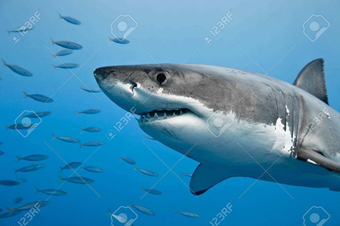 great white shark carcharodon