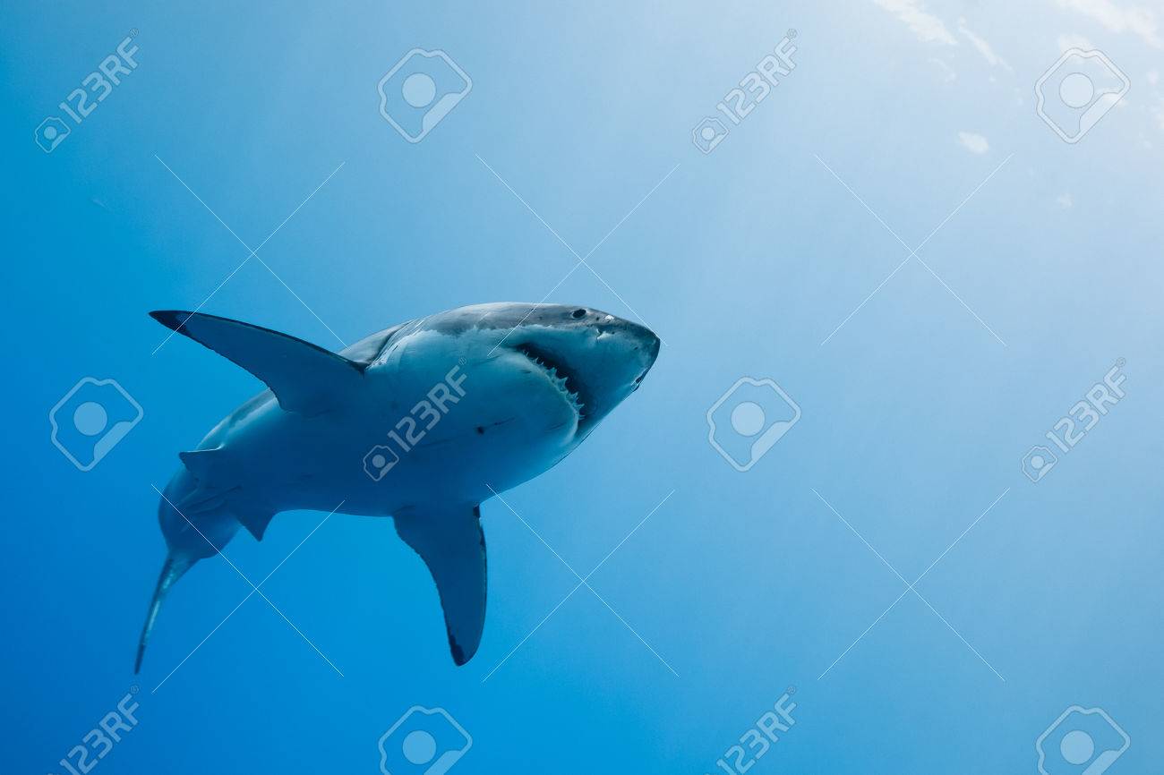 great white shark carcharodon