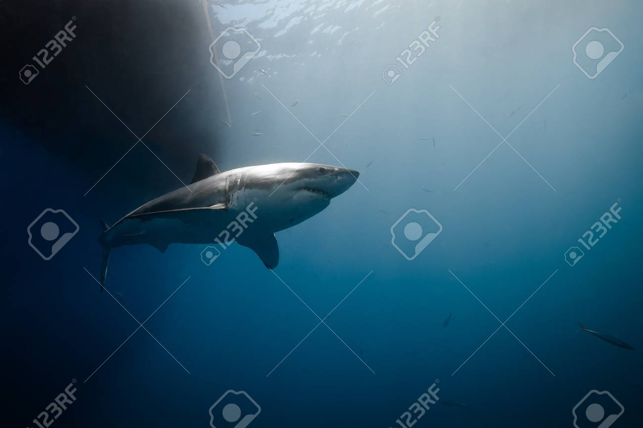 great white shark carcharodon