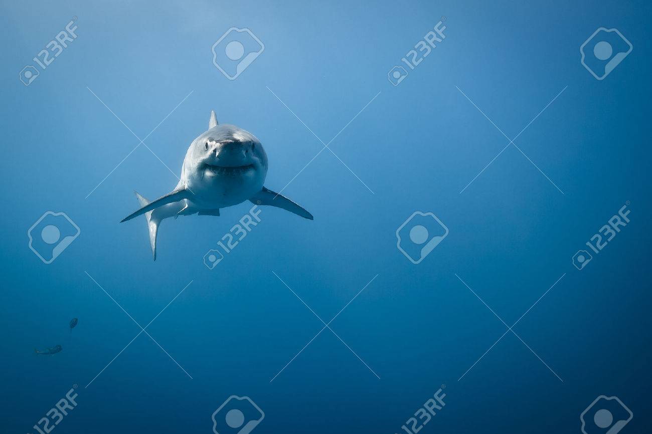 great white shark carcharodon