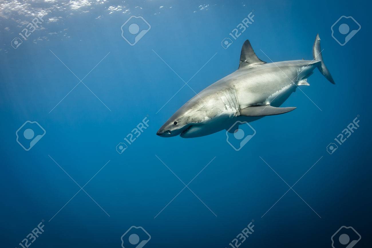 great white shark carcharodon