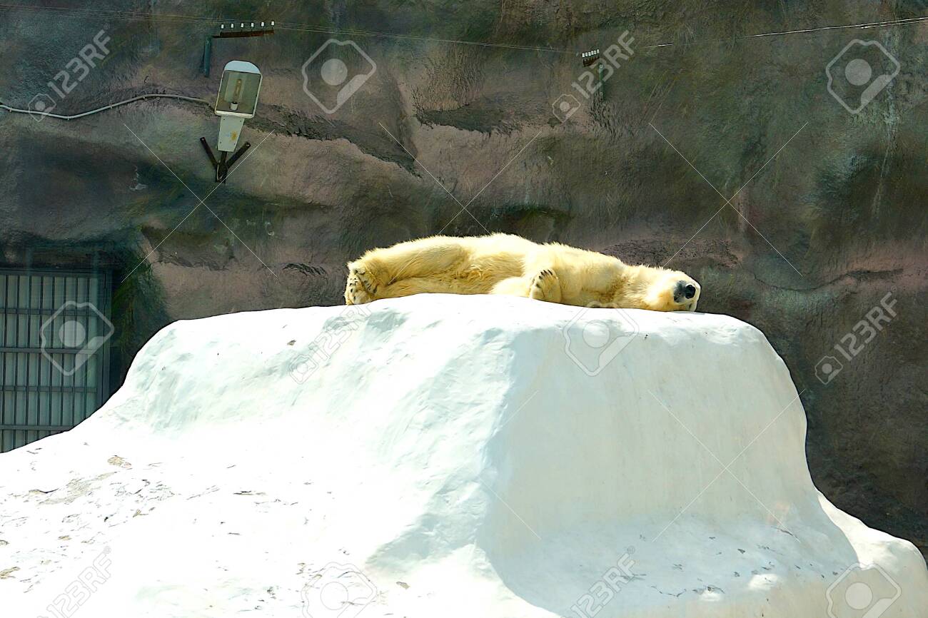 fluffy polar bear