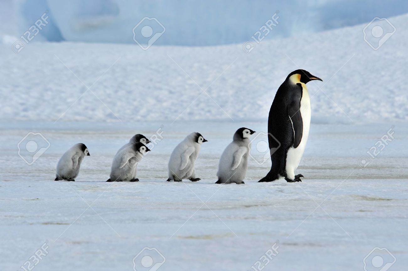 Emperor Penguin with chicks Snow Hill, Antarctica 2010 on the icebreaker Kapitan Khlebnikov - 9333458 Emperor Penguin with chicks Snow Hill, Antarctica 2010 on the icebreaker Kapitan Khlebnikov - 9333458