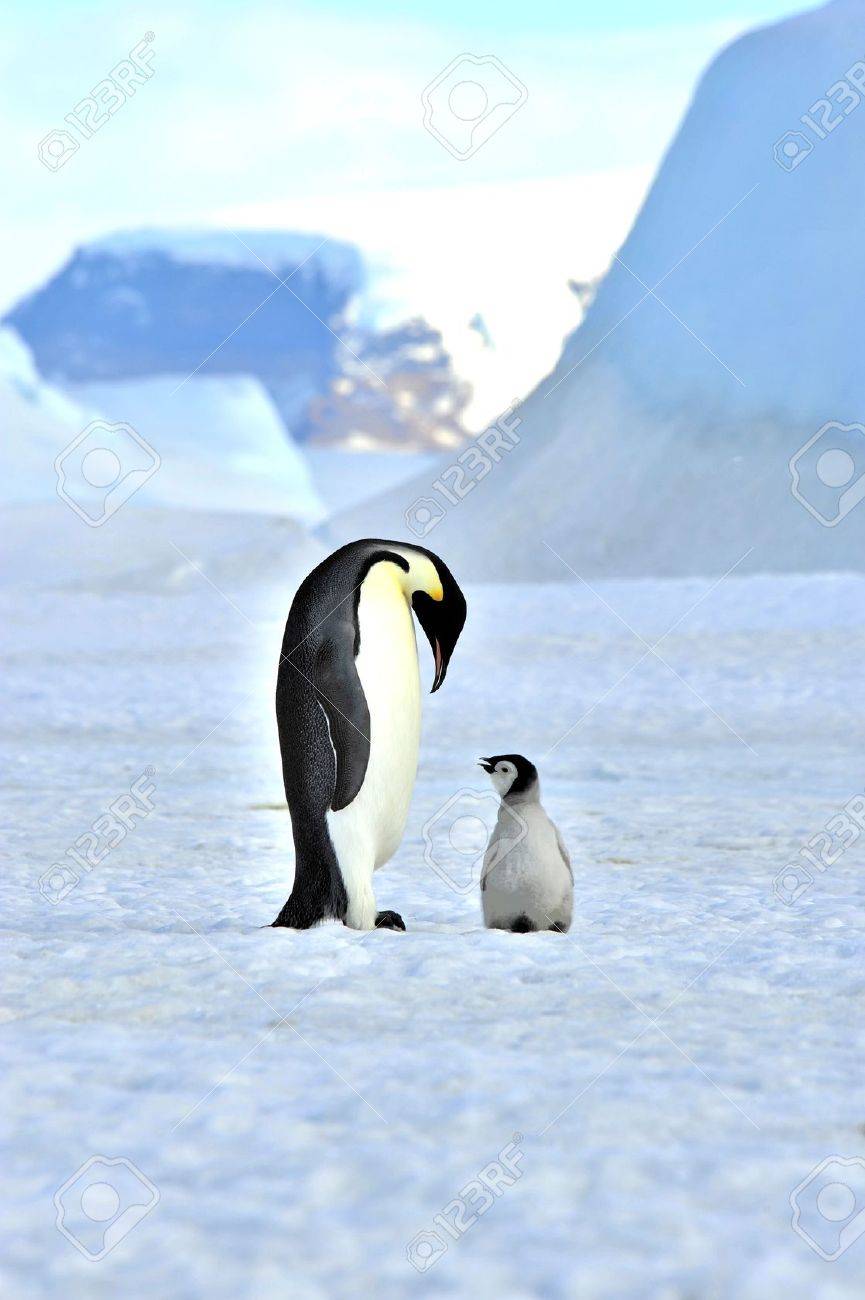 Emperor Penguin with chick Snow Hill, Antarctica 2010 on the icebreaker Kapitan Khlebnikov - 15528168 Emperor Penguin with chick Snow Hill, Antarctica 2010 on the icebreaker Kapitan Khlebnikov - 15528168