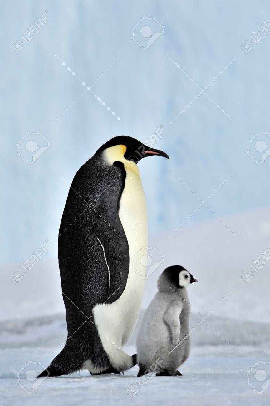 Emperor Penguin with chick Snow Hill, Antarctica 2010 on the icebreaker Kapitan Khlebnikov - 15527755 Emperor Penguin with chick Snow Hill, Antarctica 2010 on the icebreaker Kapitan Khlebnikov - 15527755