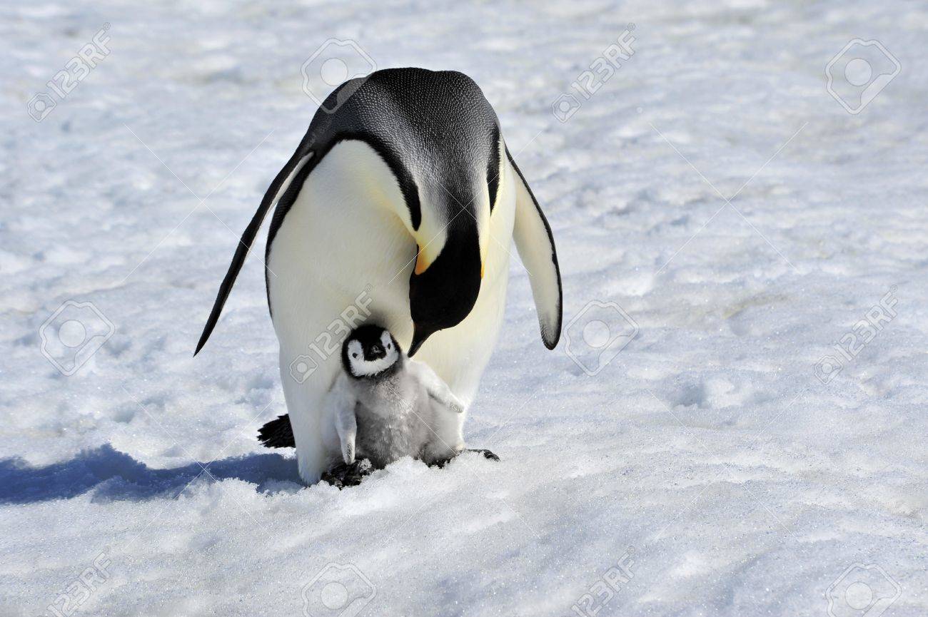 Emperor Penguin with chick Snow Hill, Antarctica 2010 on the icebreaker Kapitan Khlebnikov - 15395477 Emperor Penguin with chick Snow Hill, Antarctica 2010 on the icebreaker Kapitan Khlebnikov - 15395477