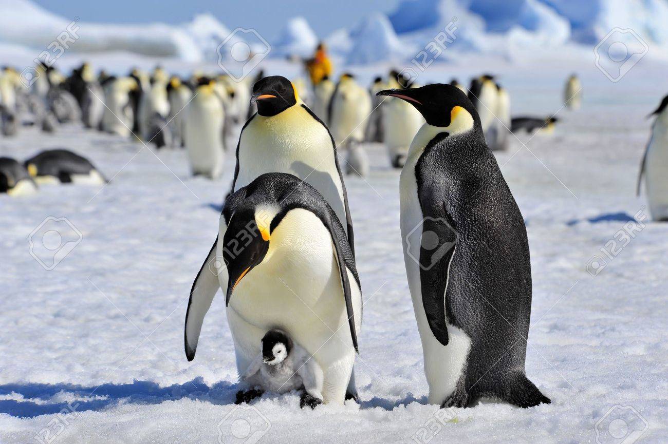 Emperor Penguins with chick Snow Hill, Antarctica 2010 on the icebreaker Kapitan Khlebnikov - 15395478 Emperor Penguins with chick Snow Hill, Antarctica 2010 on the icebreaker Kapitan Khlebnikov - 15395478