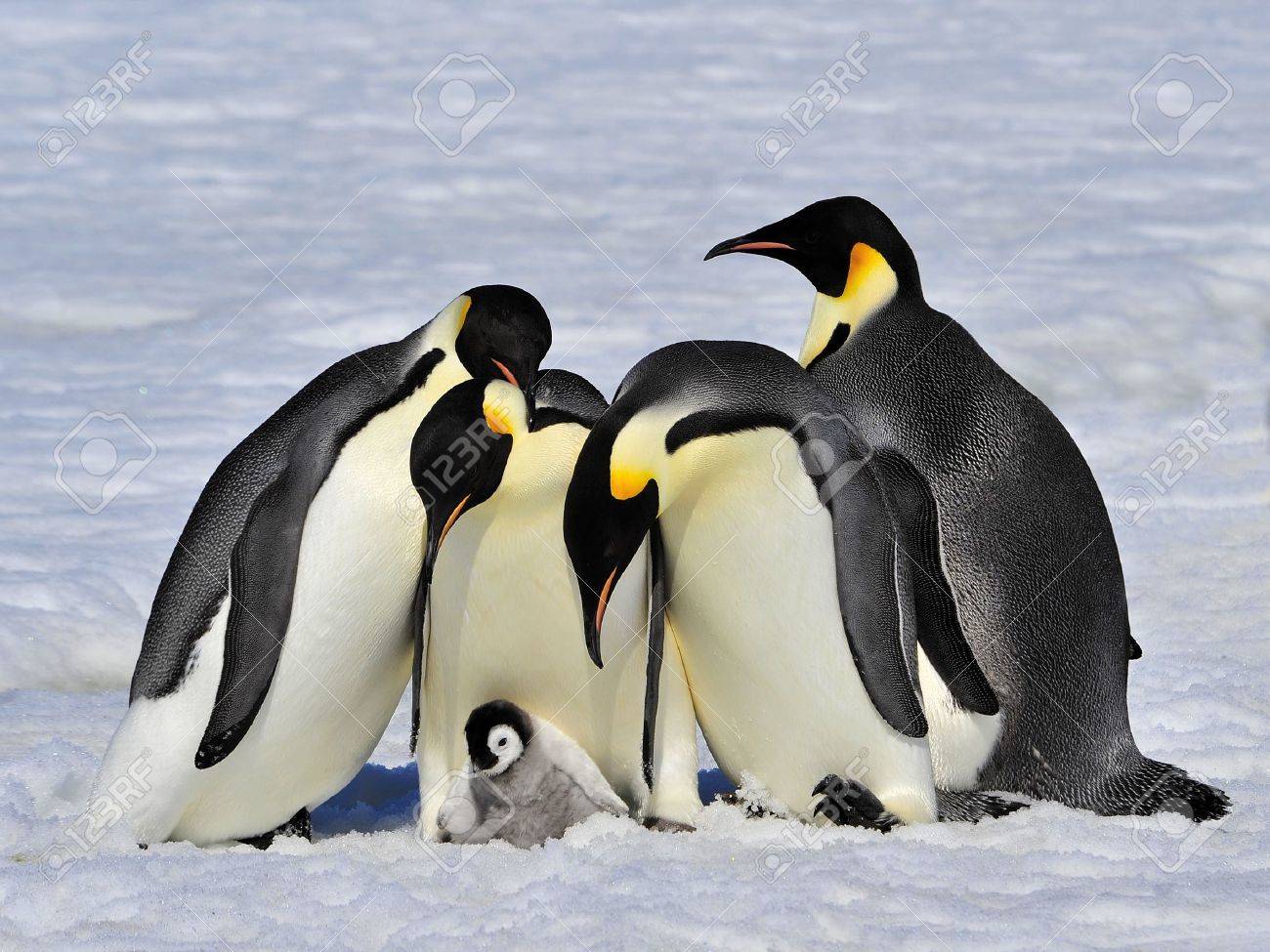 Emperor Penguins with chick Snow Hill, Antarctica 2010 on the icebreaker Kapitan Khlebnikov - 15528165 Emperor Penguins with chick Snow Hill, Antarctica 2010 on the icebreaker Kapitan Khlebnikov - 15528165
