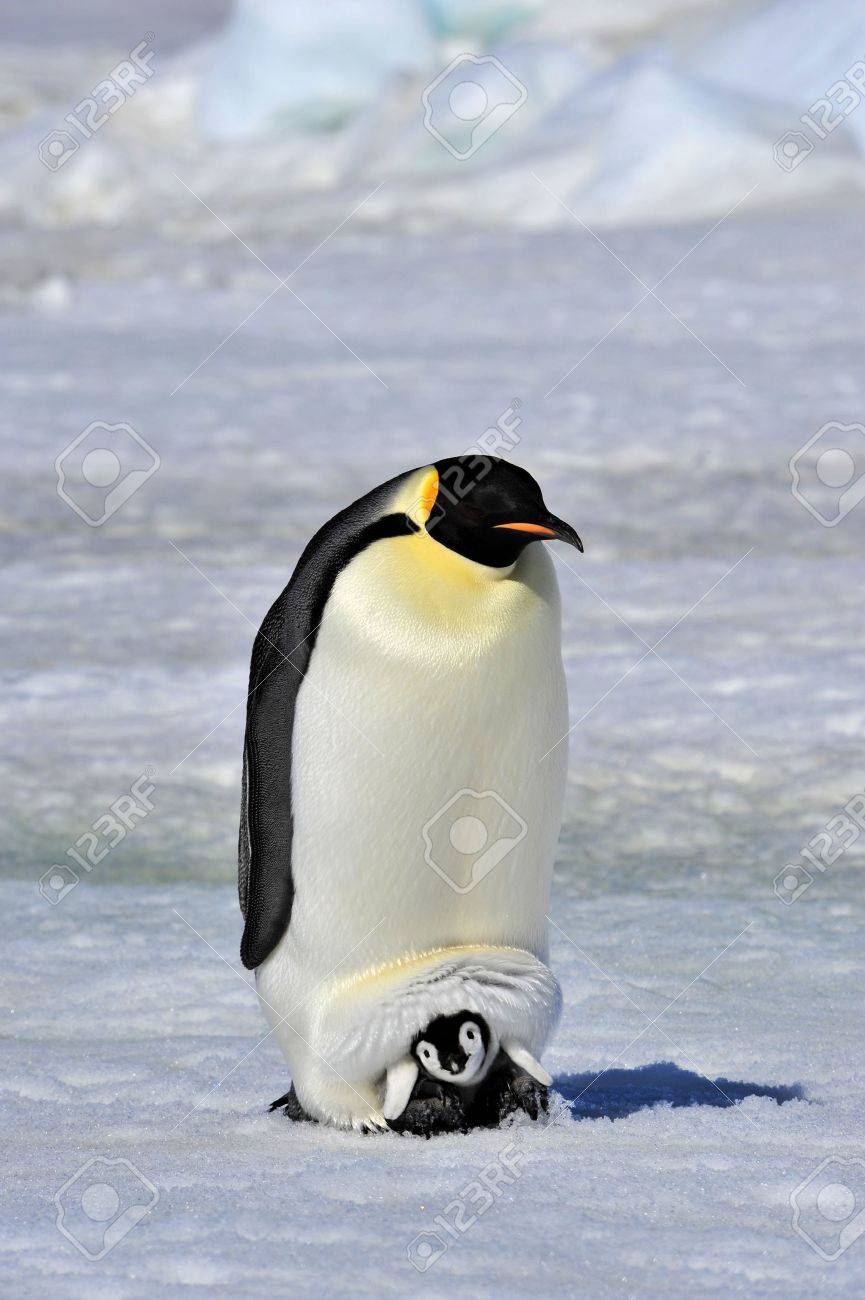 Emperor Penguin with chick Snow Hill, Antarctica 2010 on the icebreaker Kapitan Khlebnikov - 15395420 Emperor Penguin with chick Snow Hill, Antarctica 2010 on the icebreaker Kapitan Khlebnikov - 15395420