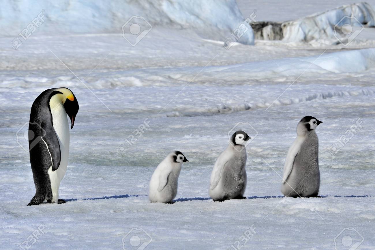Emperor Penguin with chicks Snow Hill, Antarctica 2010 on the icebreaker Kapitan Khlebnikov - 15527969 Emperor Penguin with chicks Snow Hill, Antarctica 2010 on the icebreaker Kapitan Khlebnikov - 15527969